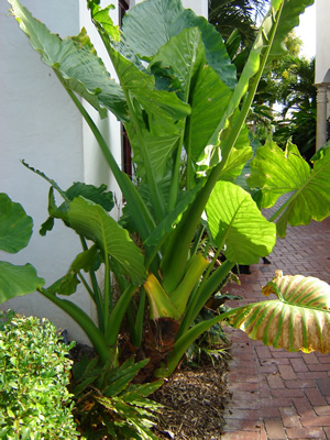 images